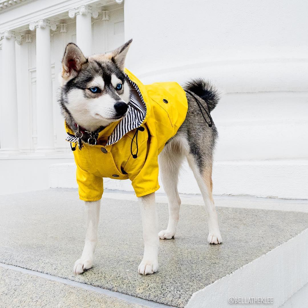 Classic British Style Dog Raincoat - Stylish And Functional Pet Clothes For Rainy Days