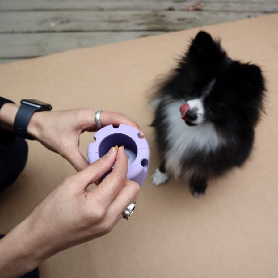 Pet Playtime Set